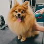 Pet Grooming 101: Essential Skills Every Pet Owner Should Know