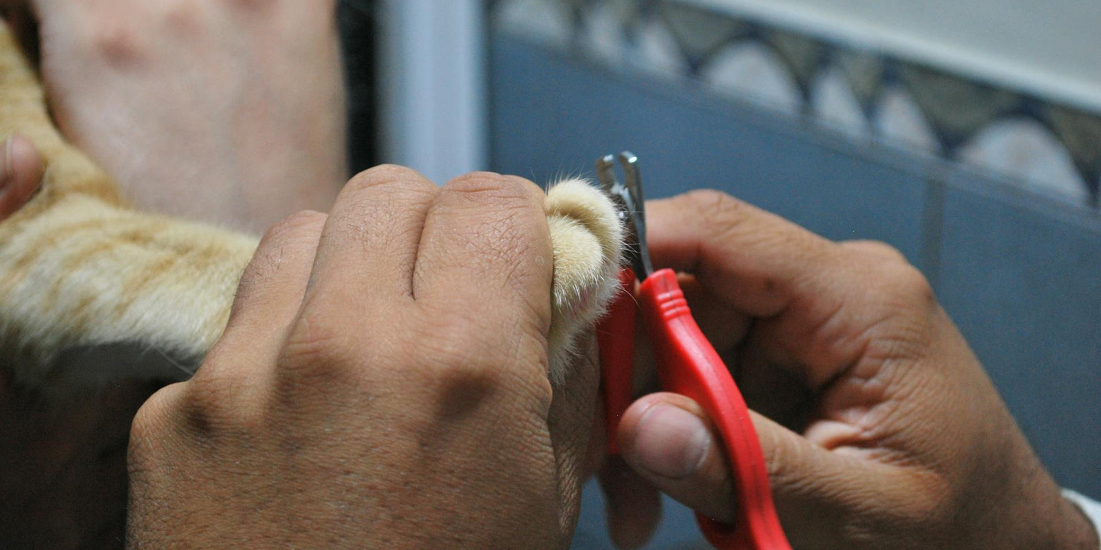 The secret to a well-groomed pet: DIY edition