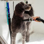 DIY grooming and wellness for every pet owner
