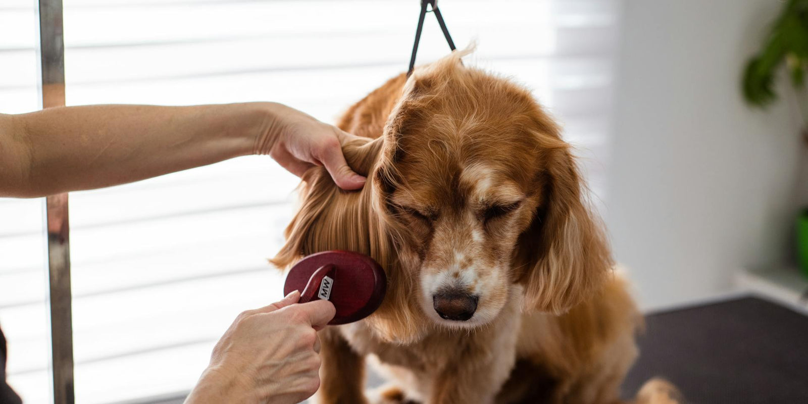 Mastering the art of DIY pet pampering