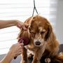 Mastering the art of DIY pet pampering