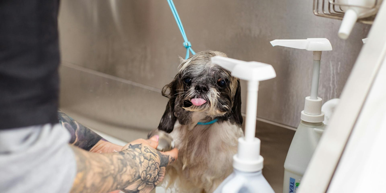 Grooming adventures with your furry friend