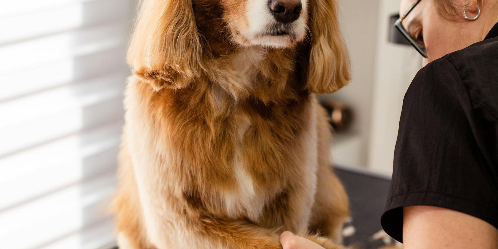 The magic touch: Elevating your pet's grooming experience