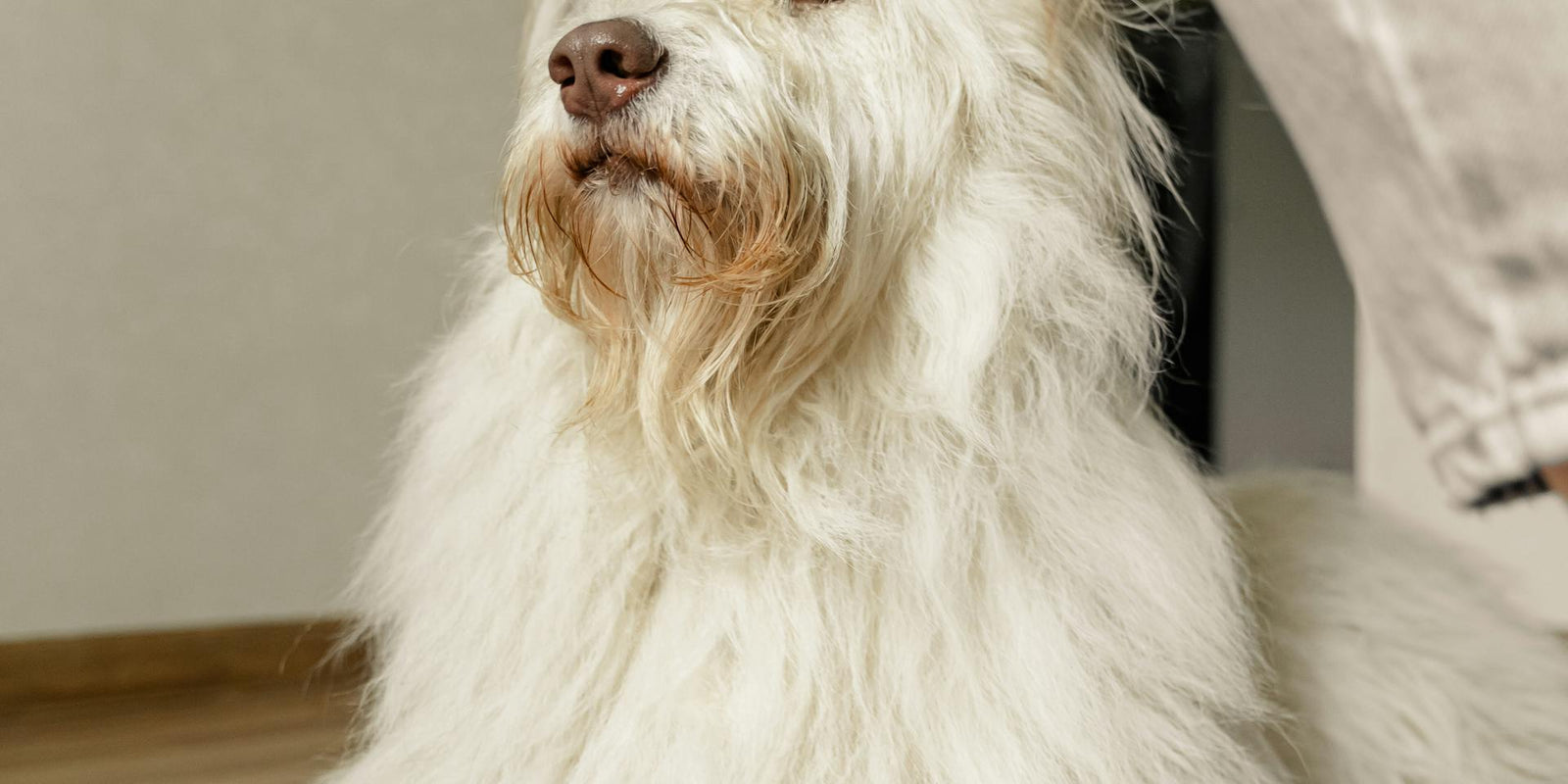 DIY pet grooming for beginners