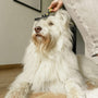 DIY pet grooming for beginners