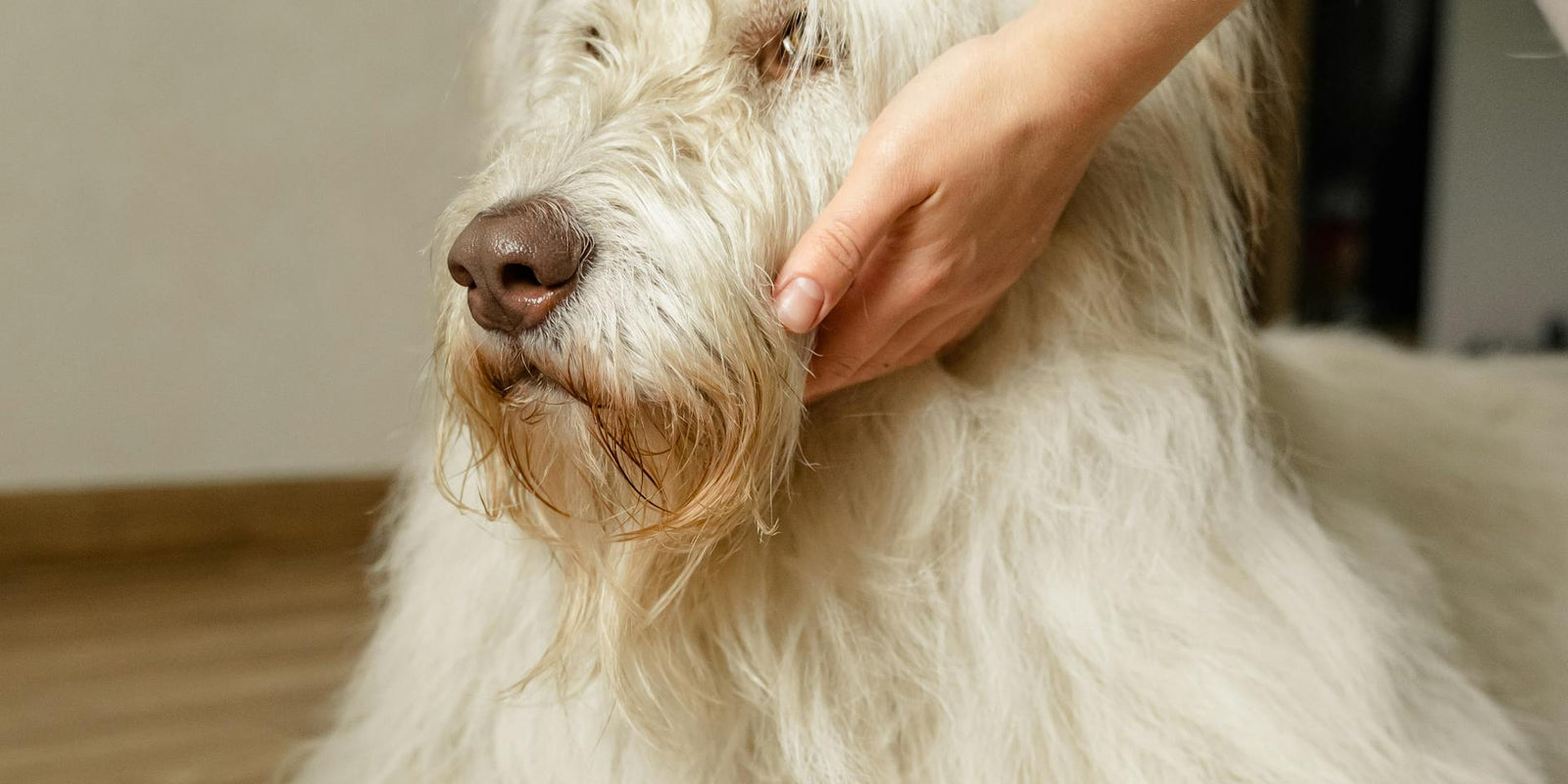 The joy of grooming: Enhancing your bond with your pet