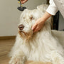 The joy of grooming: Enhancing your bond with your pet
