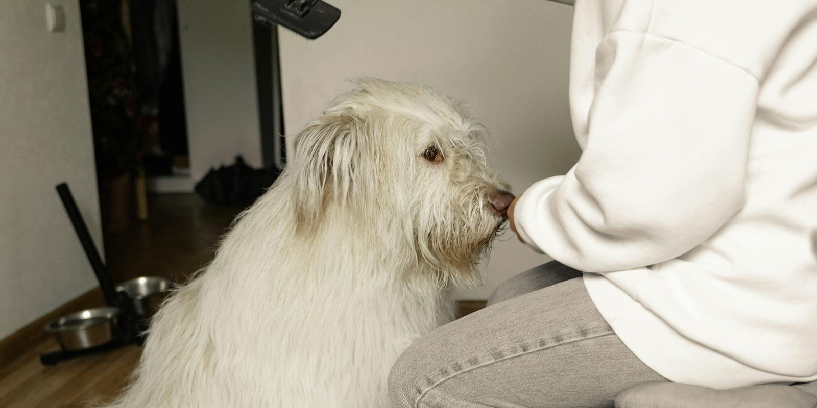 Crafting a personalized grooming routine for your pet
