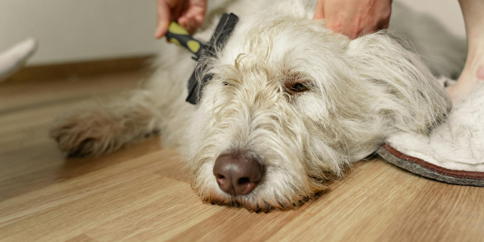 Grooming 101: Navigating the world of pet care at home