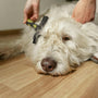 Grooming 101: Navigating the world of pet care at home