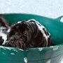 Fur, fun, and finesse: A guide to DIY pet styling