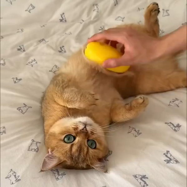 FluffNMist™ Pet Brush