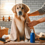 DIY grooming adventures: Exploring new techniques and trends