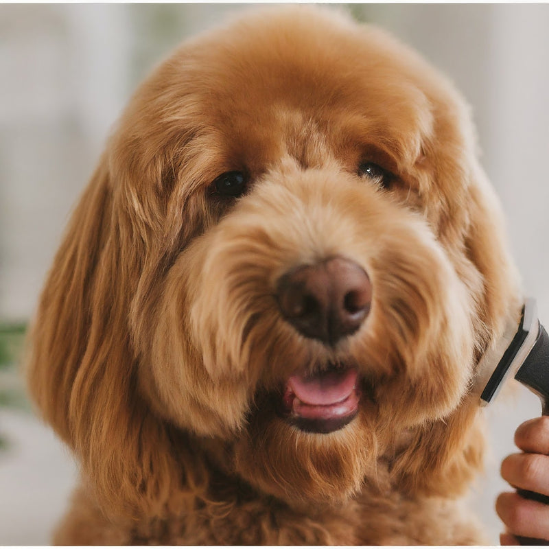 The DIY Pet grooming guidebook: Your go-to resource for pet care success