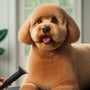 The ultimate DIY Pet grooming playbook: Strategies for success in pet care