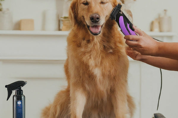 Unlocking the Secrets of DIY Pet Grooming Success
