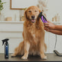 Unlocking the Secrets of DIY Pet Grooming Success