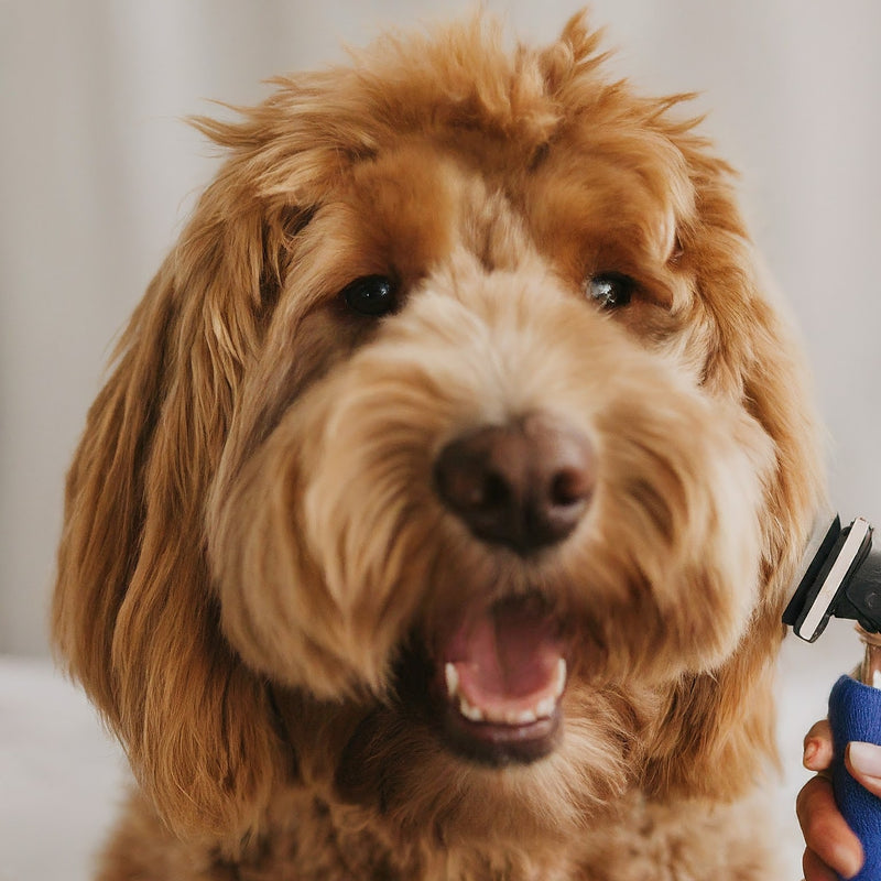 The Art of DIY Pet Grooming: Expert Advice and Techniques