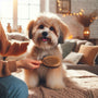 Pet grooming made fun: Turning chores into quality time