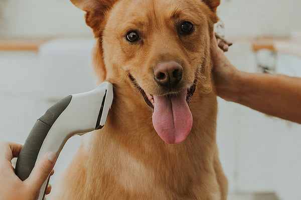 Pet Grooming Like a Pro: DIY Techniques for Professional Results
