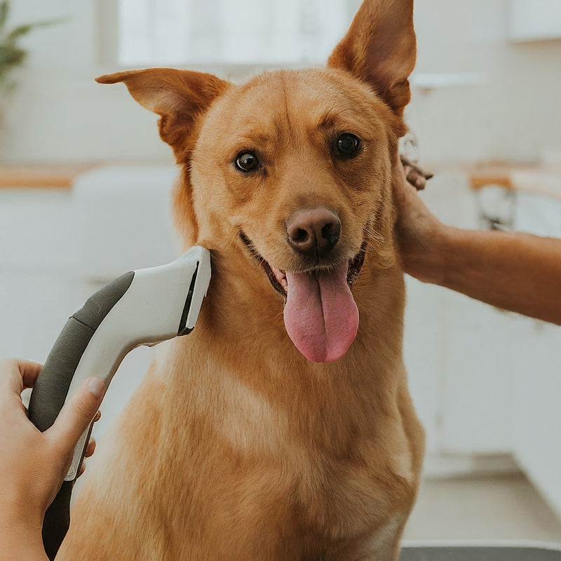 Pet Grooming Like a Pro: DIY Techniques for Professional Results