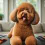 DIY Pet Grooming Dos and Don'ts: Common Mistakes to Avoid
