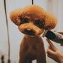 Pet Grooming Made Easy: Simplifying Your Pet's Care Routine