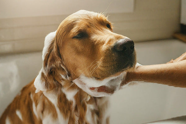 DIY Pet Grooming on a Budget: Affordable Solutions for Every Owner
