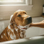 DIY Pet Grooming on a Budget: Affordable Solutions for Every Owner