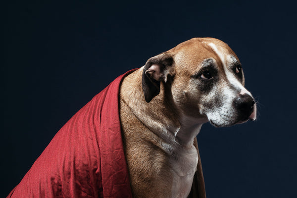 Drying techniques for pet coats