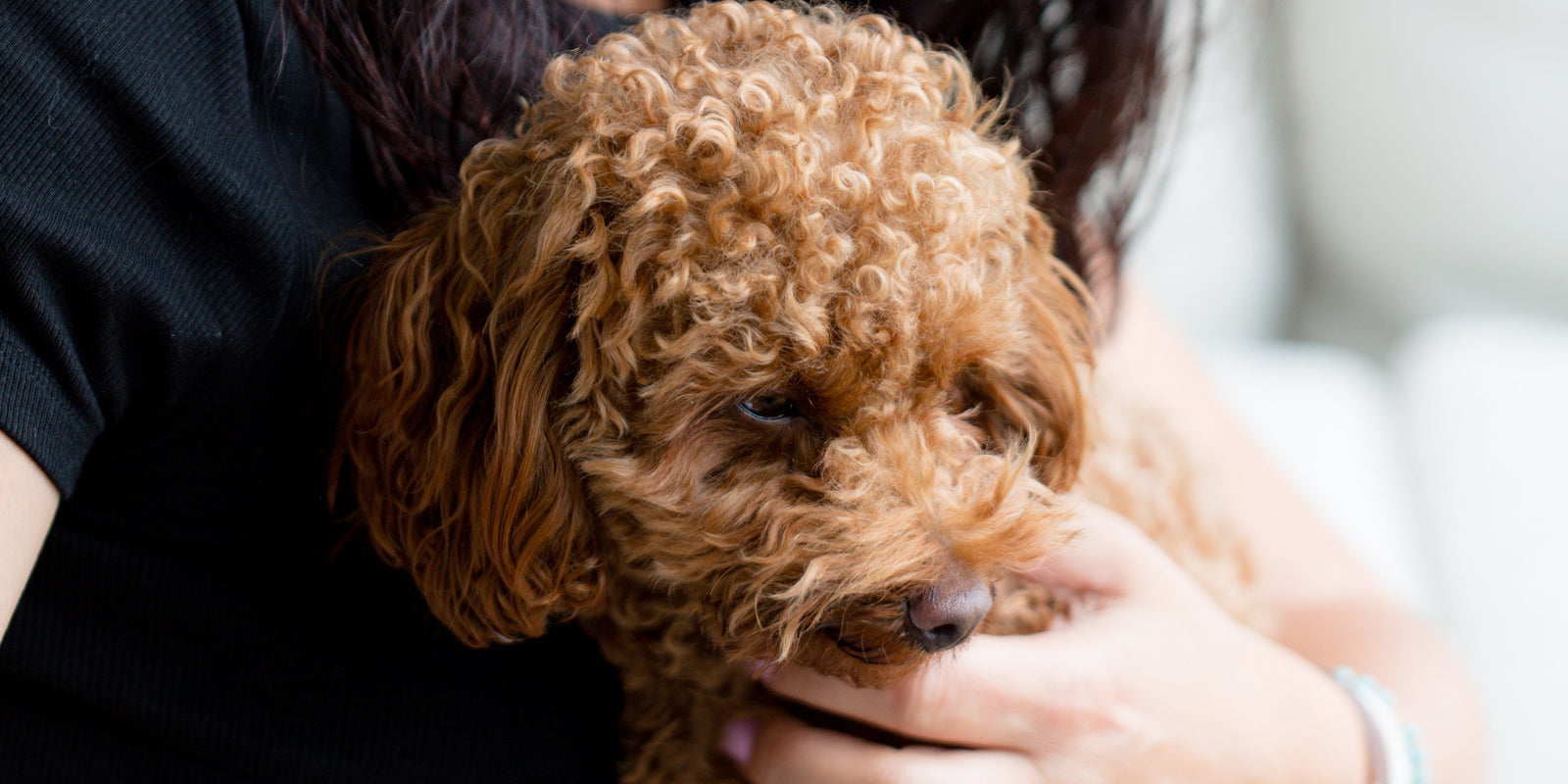 Zen grooming: Creating a relaxing experience for pets