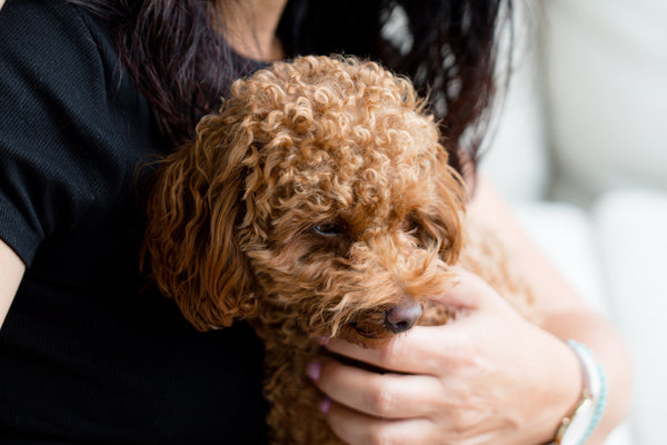 Anxious pet grooming