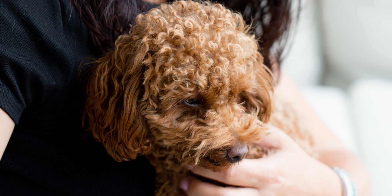 Anxious pet grooming