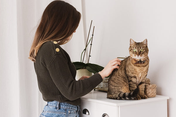 Bonding with your pet through grooming