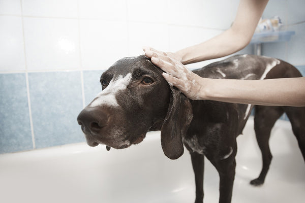 Senior pet grooming