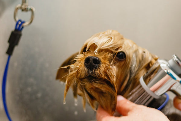 Successful pet bathing