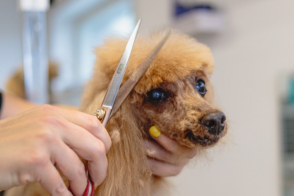 Grooming your pet like a pro