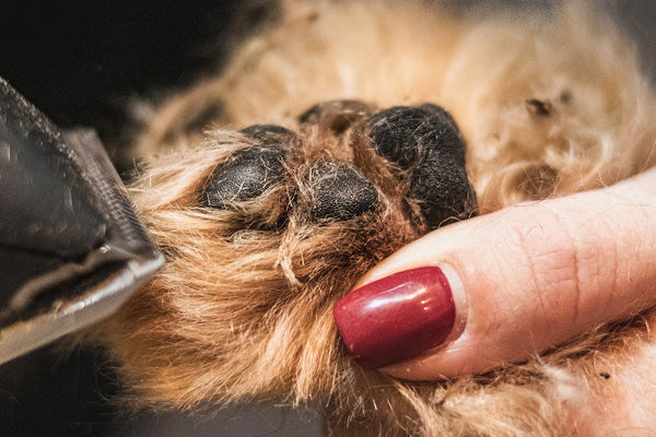 The art of pet pedicures