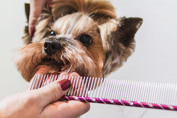 Grooming for a healthy pet coat