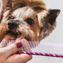 Grooming for a healthy pet coat