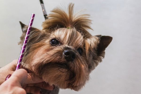 Pet facial grooming