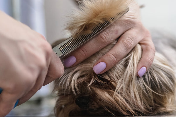 DIY pet grooming techniques