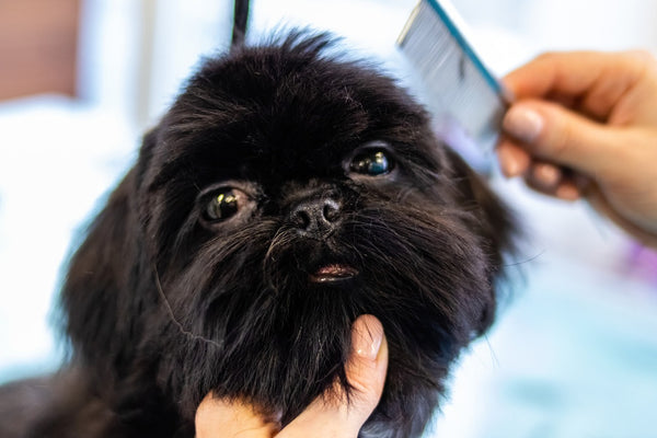 Pet grooming at home