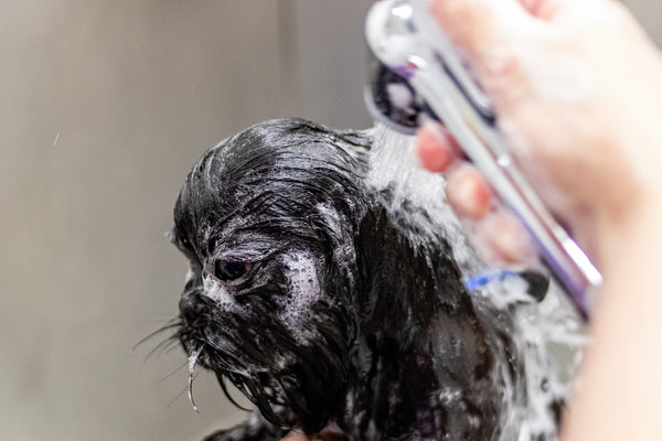 Grooming hacks for busy pet parents