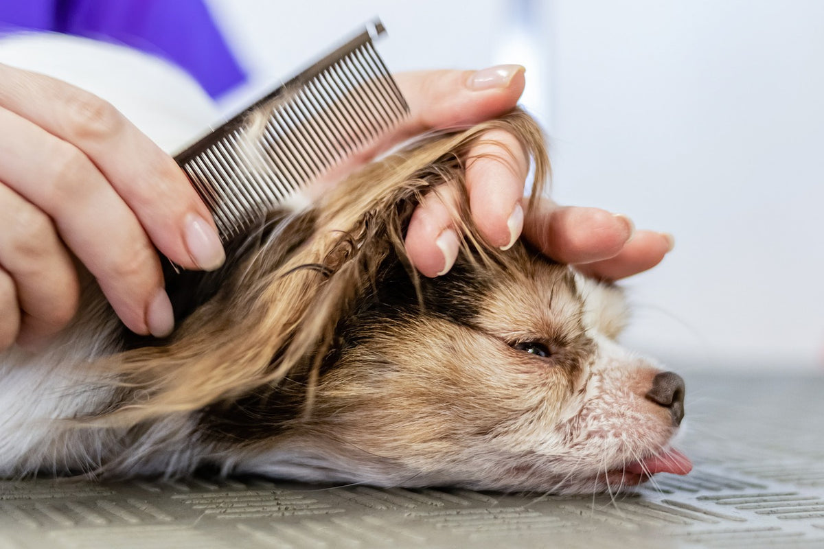 DIY pet hygiene practices