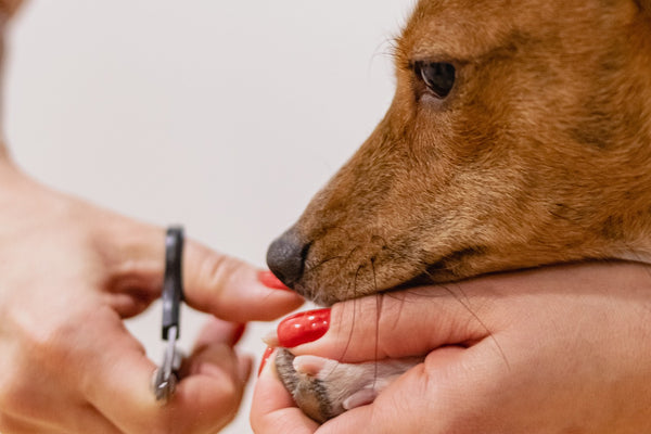 Nail trimming for pets