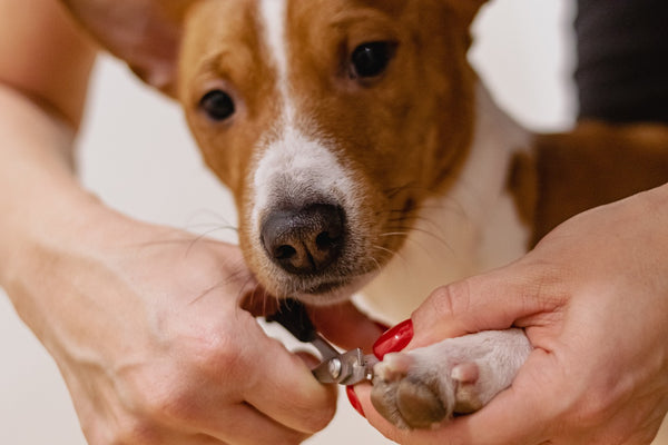 Grooming routine for different breeds