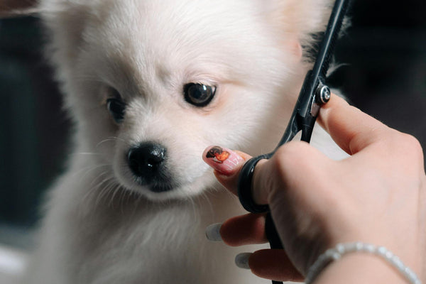 DIY grooming for small pets