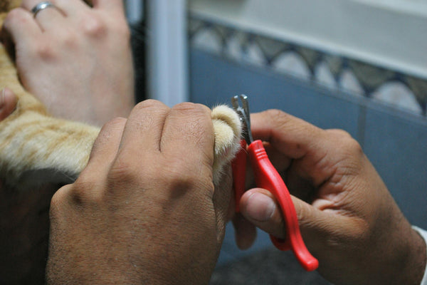 The secret to a well-groomed pet: DIY edition