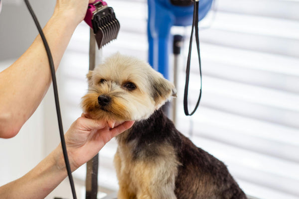 Beyond the basics: Advanced DIY pet grooming techniques